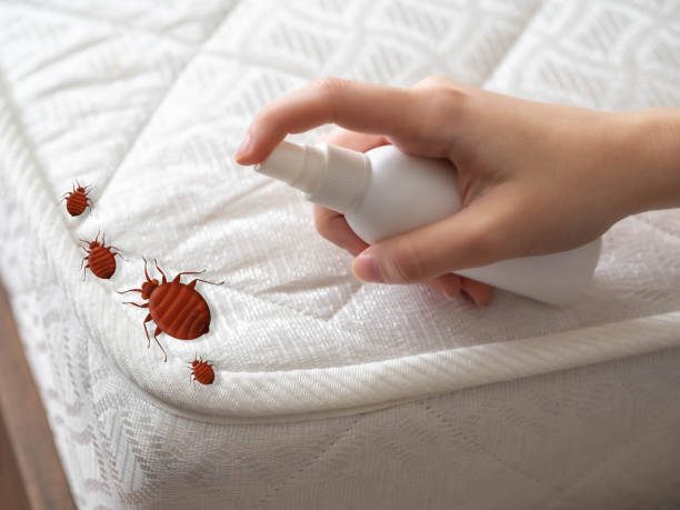 Best Bed Bug Extermination  in Schofield, WI